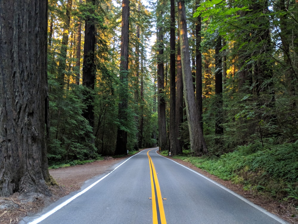 black asphalt road in between green trees during daytime