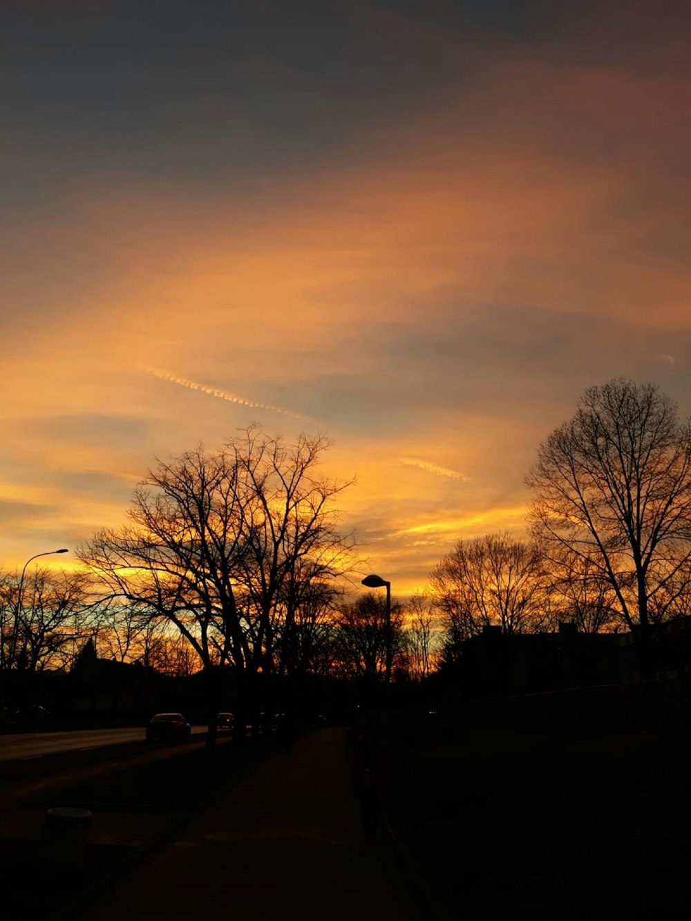 silhouette of trees during sunset