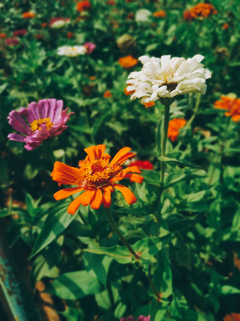 white and purple flower in bloom during daytime