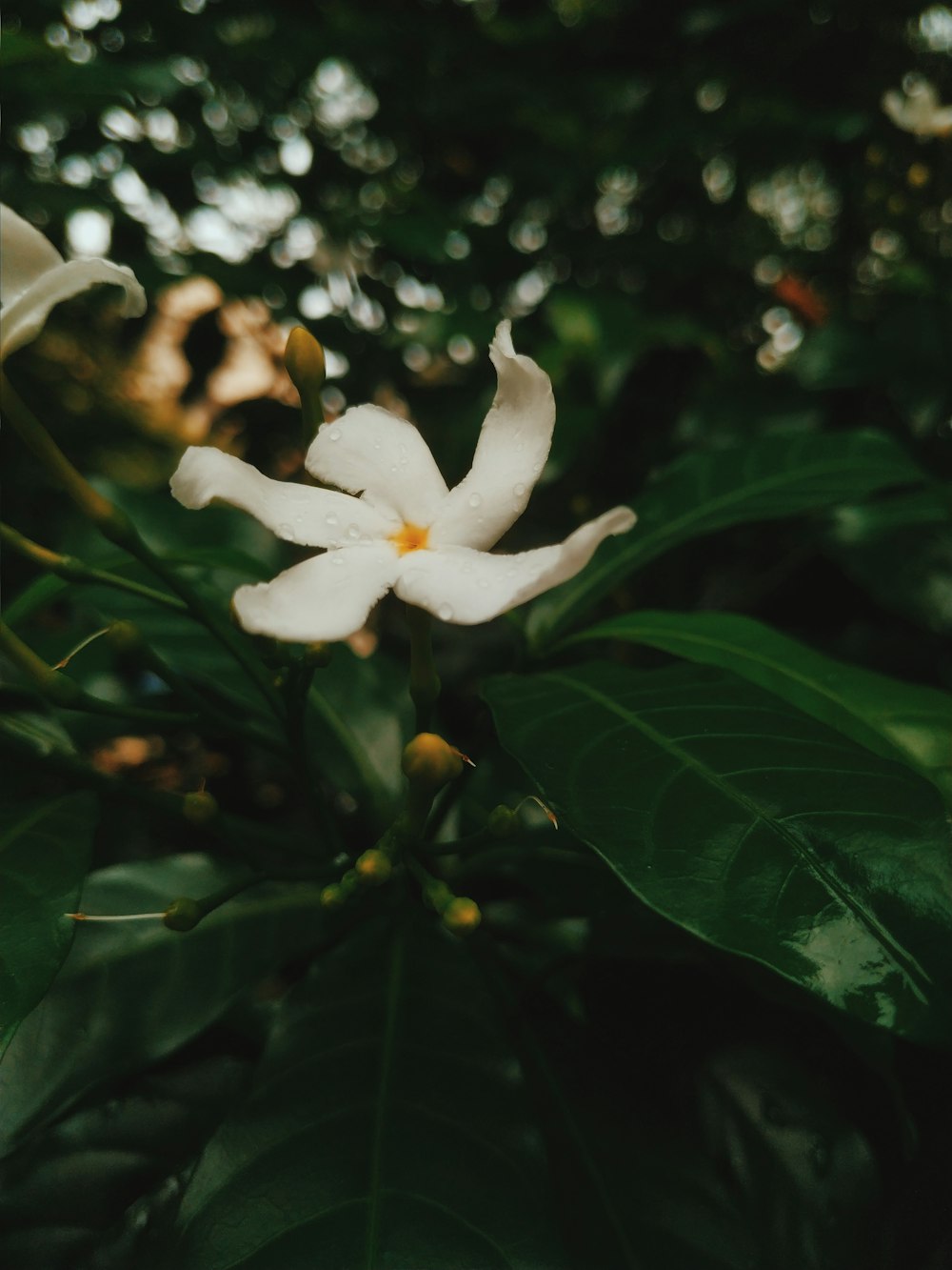 white flower with green leaves