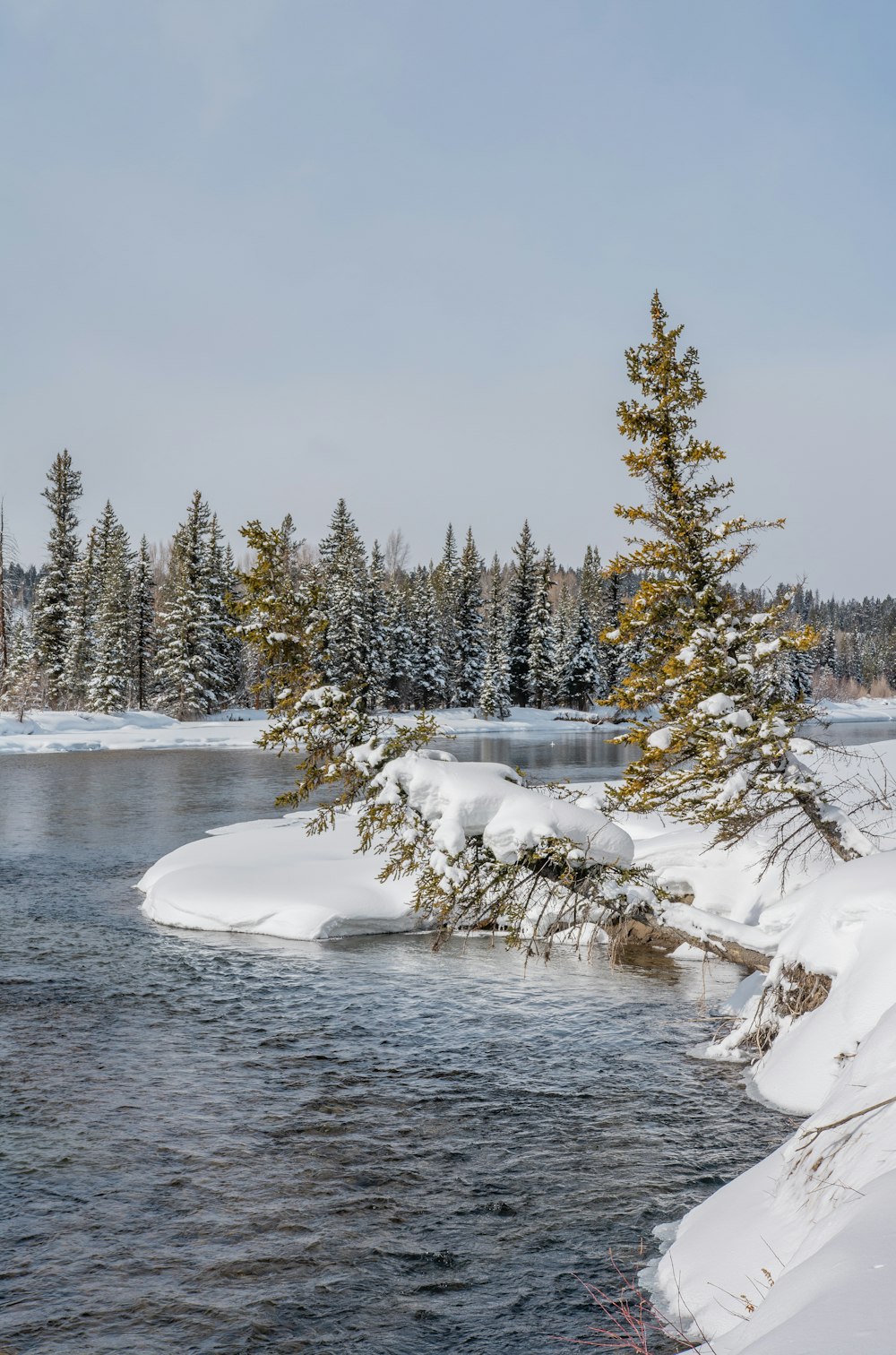 snow covered trees beside river during daytime