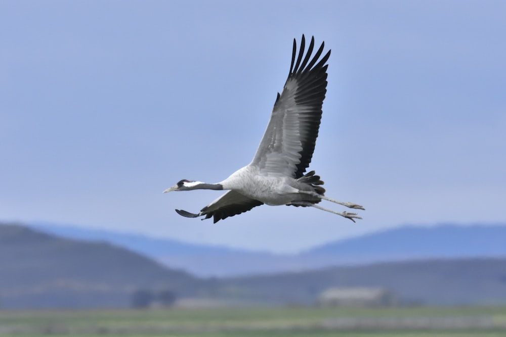 white and black bird flying during daytime