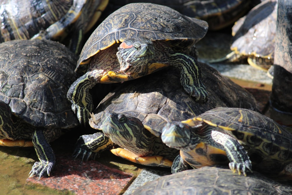 black and yellow turtle on gray rock