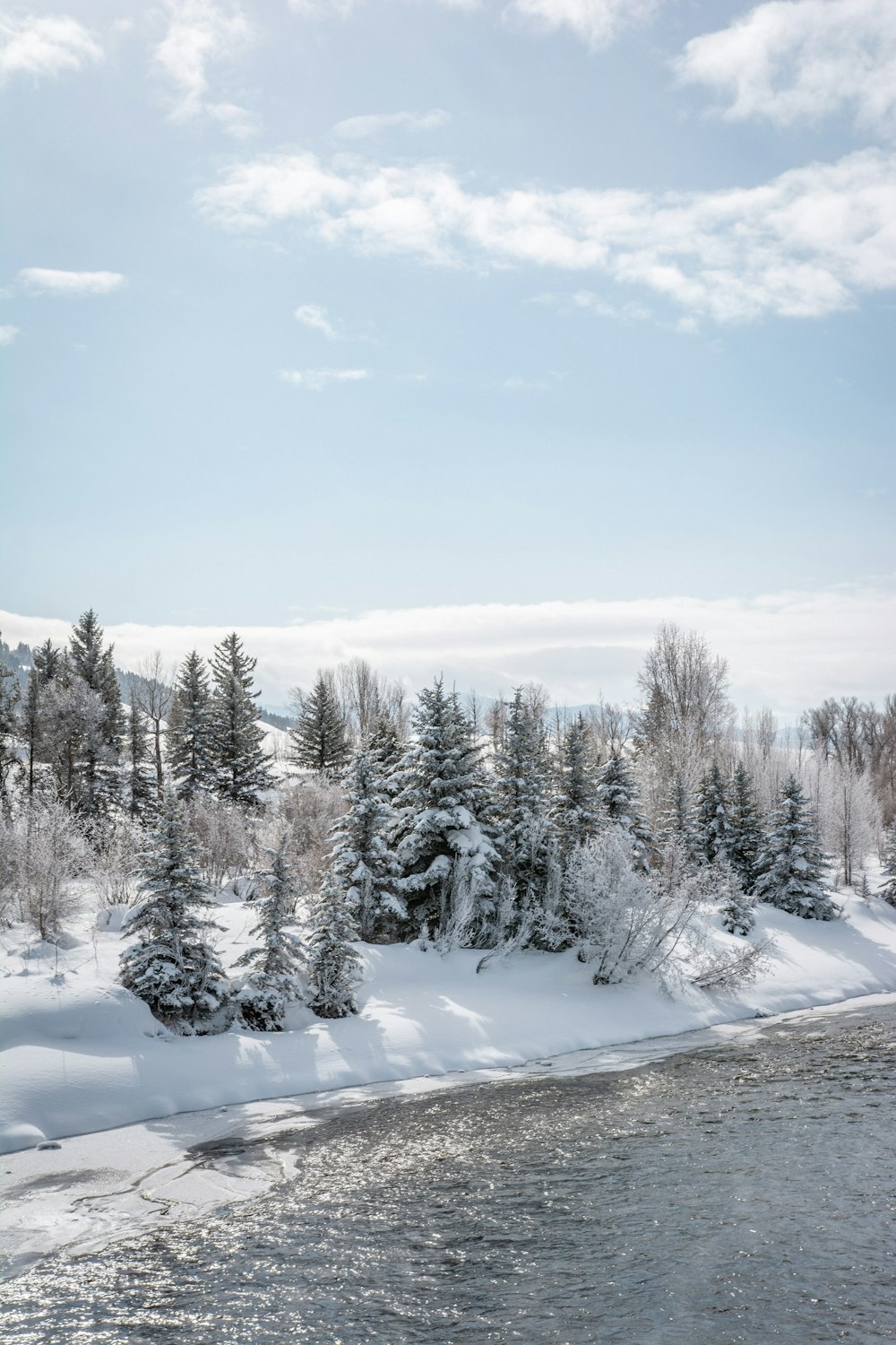 Tagsüber schneebedeckte Bäume unter blauem Himmel