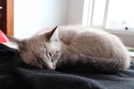 A light-colored cat with a striped tail is curled up sleeping on a dark fabric surface in a well-lit room with a window in the background.