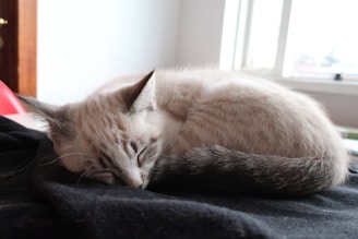 A light-colored cat with a striped tail is curled up sleeping on a dark fabric surface in a well-lit room with a window in the background.
