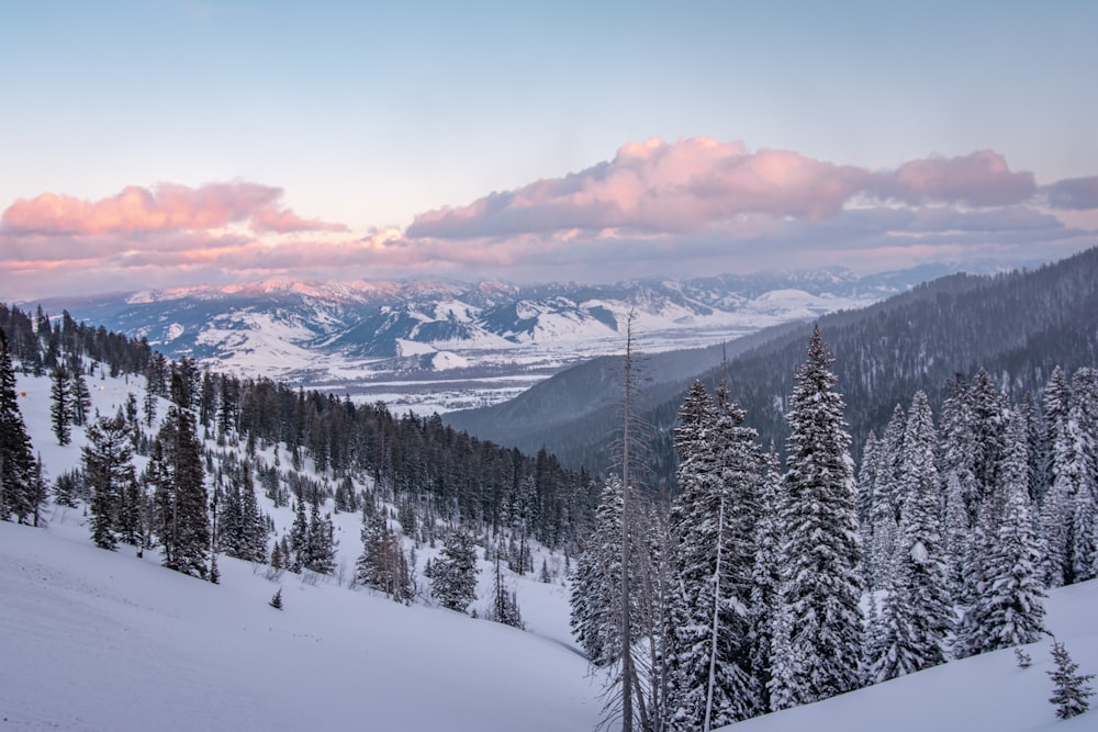 snow covered trees and mountains during daytime