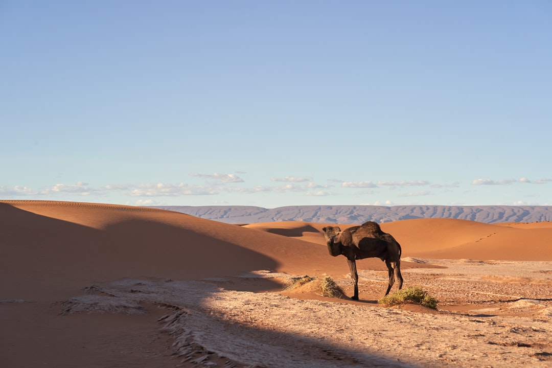 brown horse on brown sand during daytime