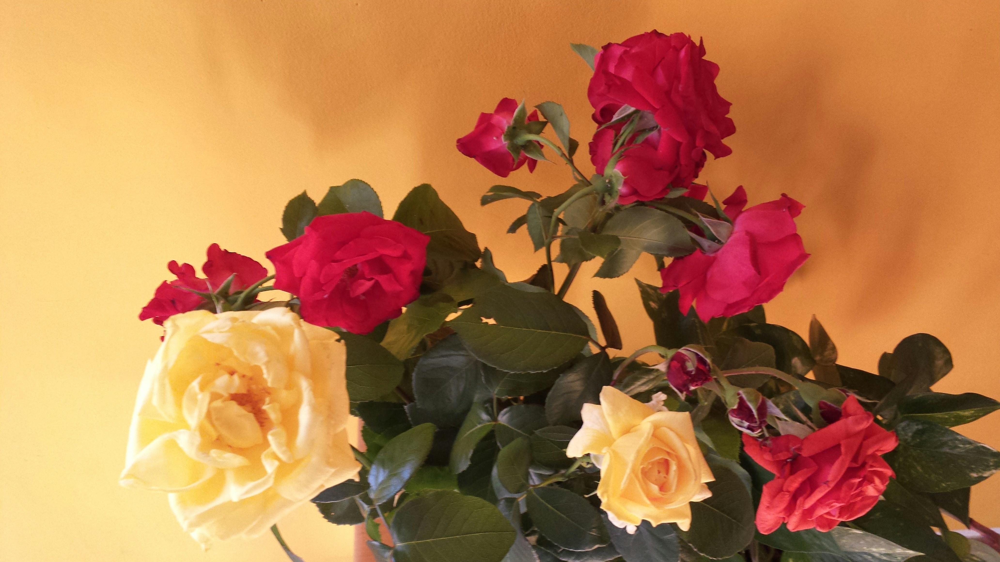 flowers that don't die add elegance