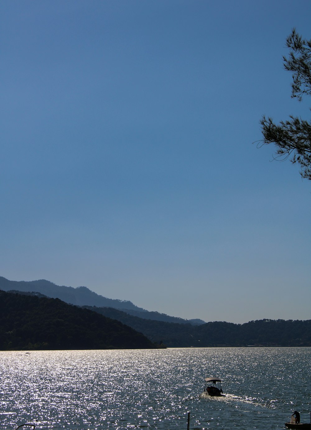 日中の水域近くの緑のヤシの木