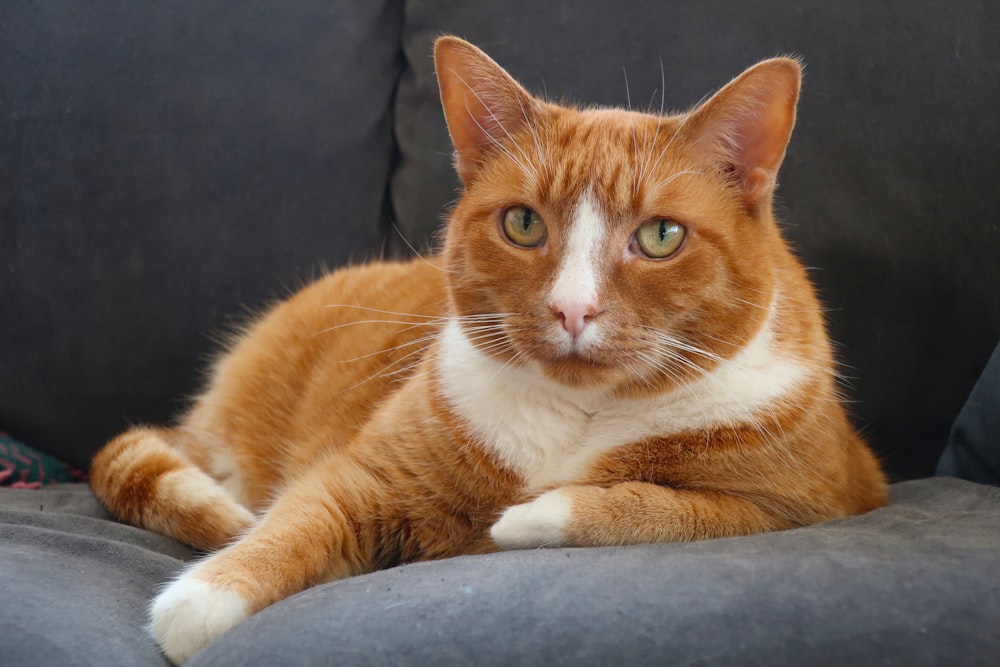 orange and white cat lying on gray textile