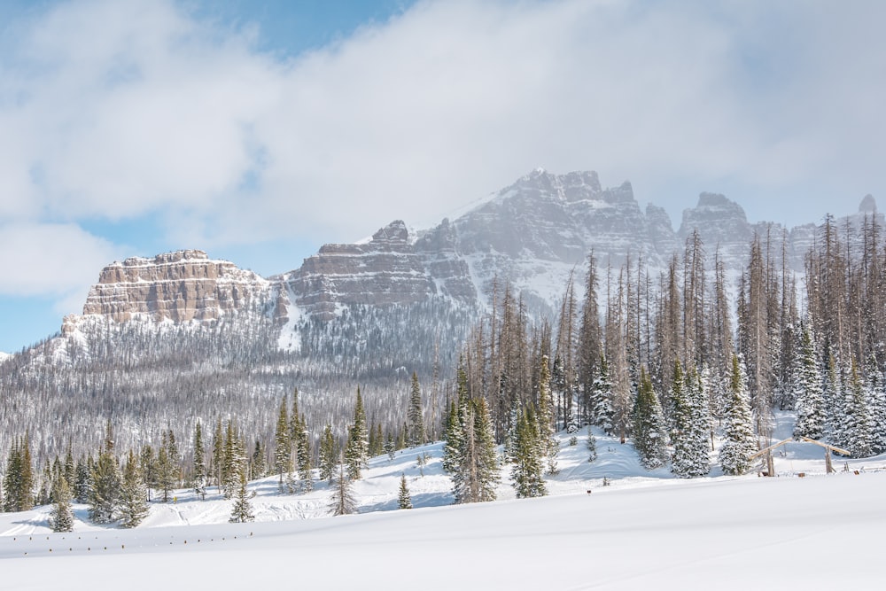 green pine trees on snow covered ground during daytime