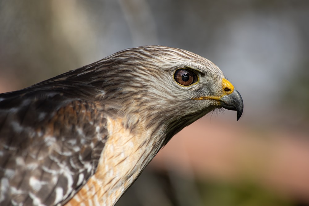 brown and white eagle in close up photography