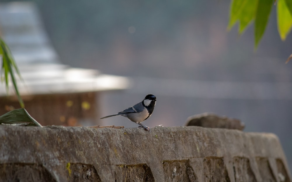 black and white bird on brown wooden fence during daytime