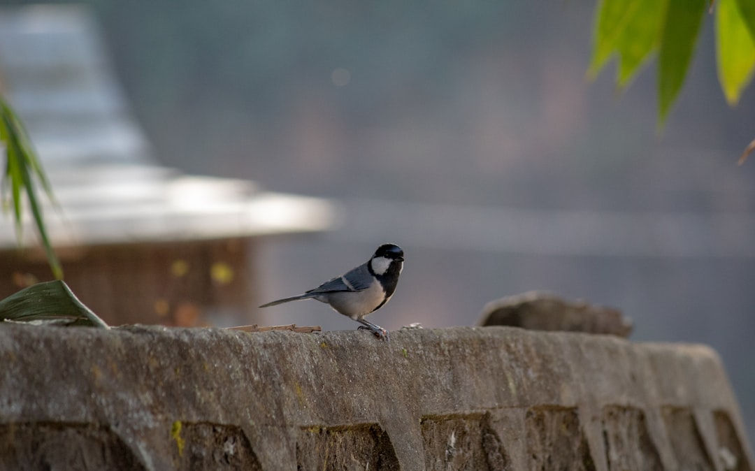 photo of Koteshwar Wildlife near Valley of flowers