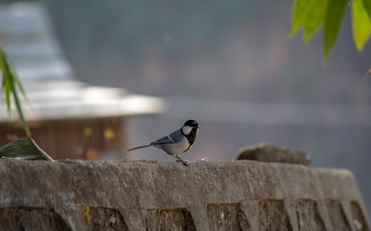 black and white bird on brown wooden fence during daytime in Koteshwar India