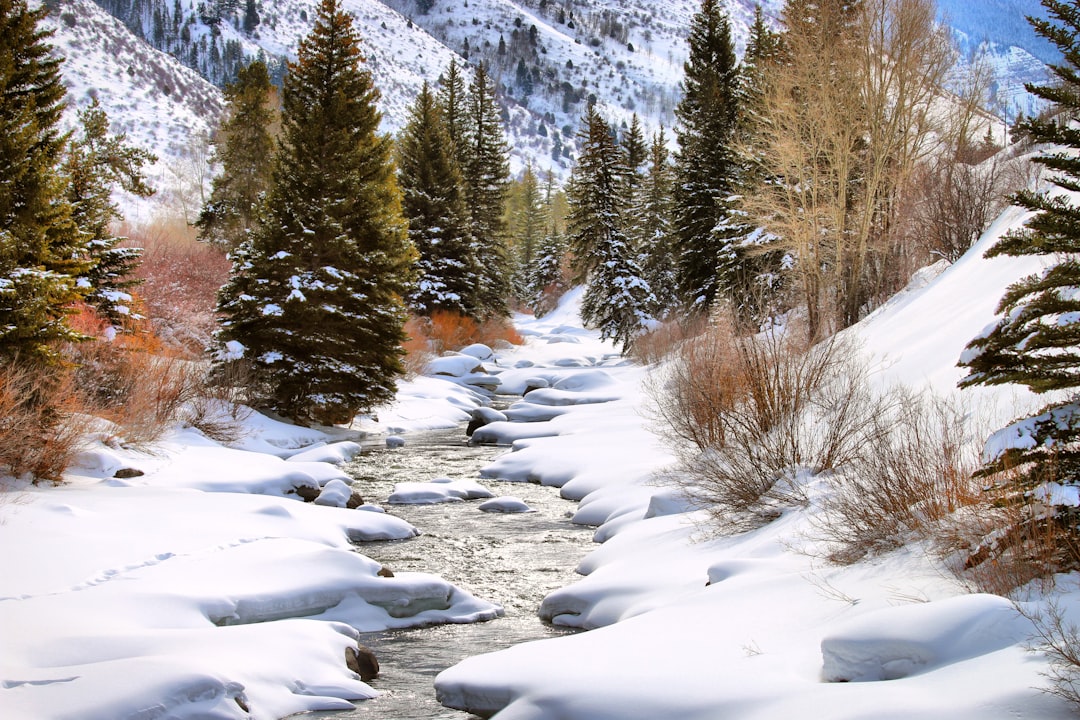 snow covered field with trees and mountains, Colorado stream during a winter snow. Beautiful pine trees and mountains.