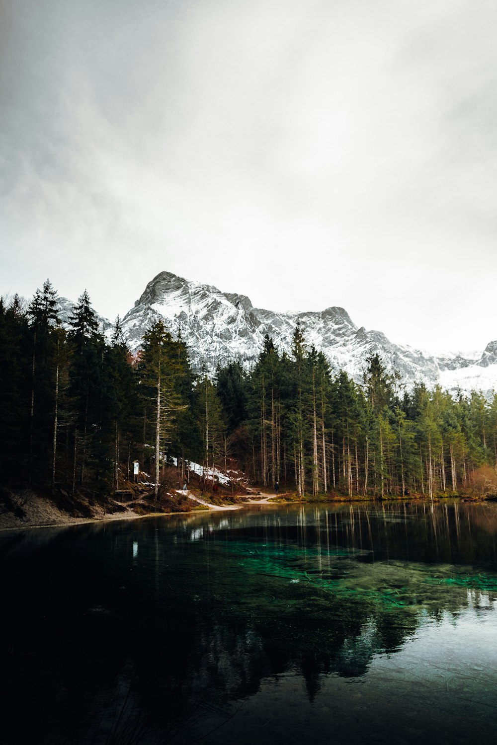 green trees near body of water and mountain