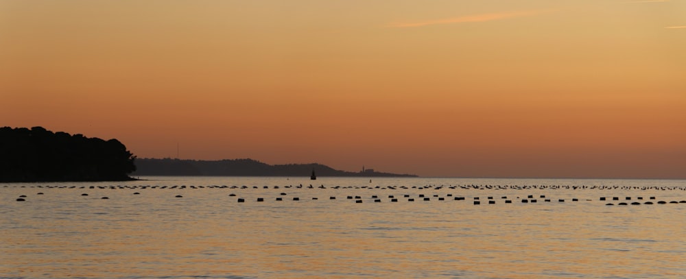 birds on sea during daytime