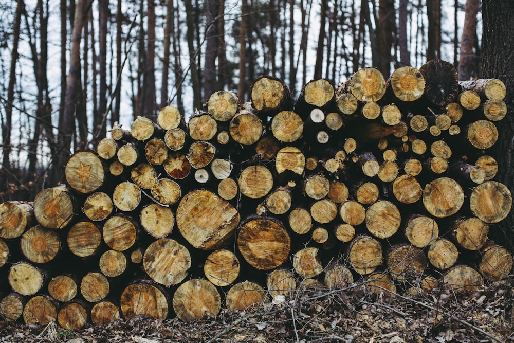 brown tree logs on forest during daytime