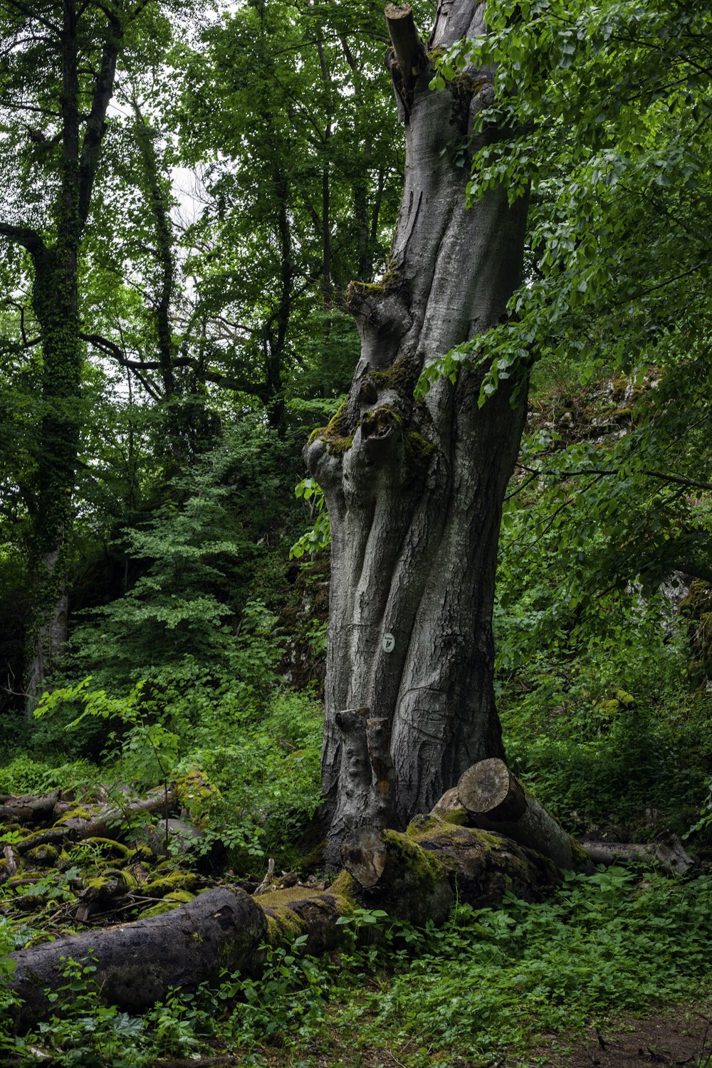tronco marrom da árvore em folhas secas marrons