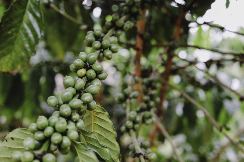 green round fruit on tree during daytime