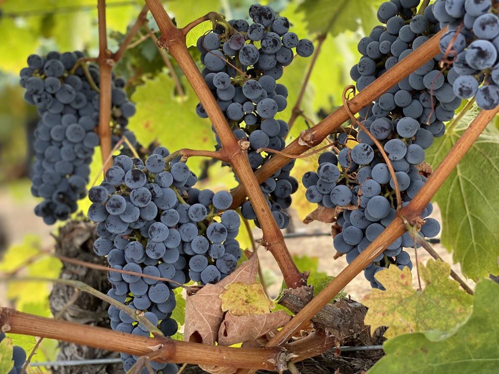 Baies bleues sur une branche d’arbre brune pendant la journée