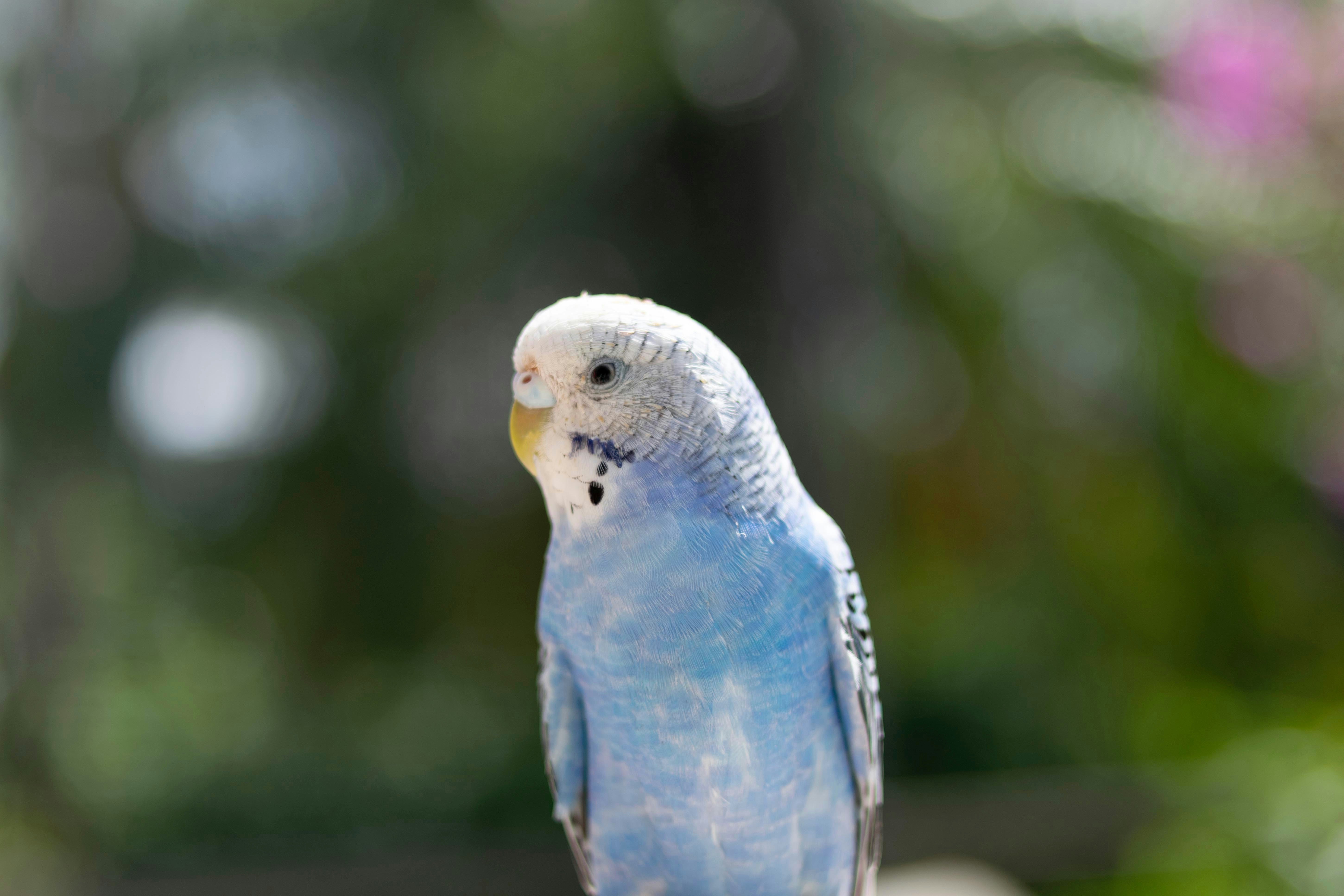 Parakeets: Social Singers With Endless Charm (image credits: unsplash)
