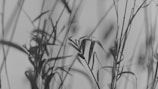 A praying mantis is camouflaged among tall, slender grass blades. The image is in black and white, emphasizing the mantis' careful blending with its surroundings in the right of the frame.