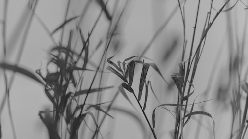 A praying mantis is camouflaged among tall, slender grass blades. The image is in black and white, emphasizing the mantis' careful blending with its surroundings in the right of the frame.