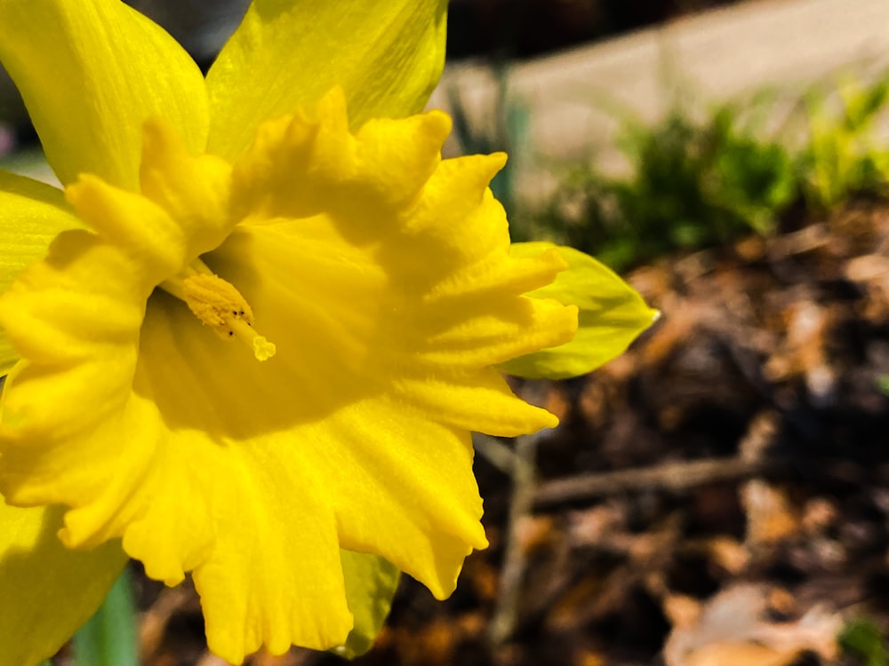 yellow daffodil in bloom during daytime