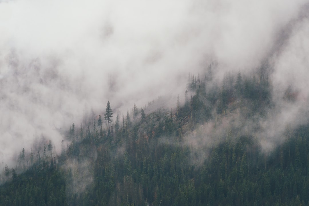 green trees covered by fog