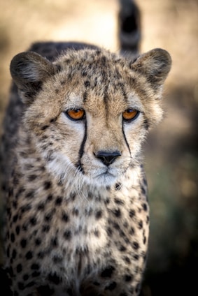 brown and black cheetah in close up in Etosha National Park