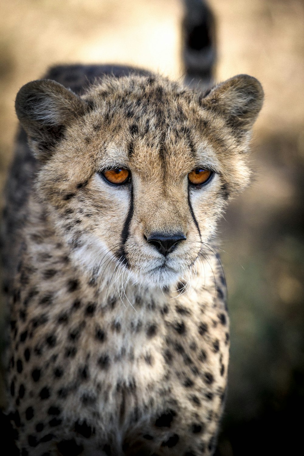 ghepardo marrone e nero in fotografia ravvicinata