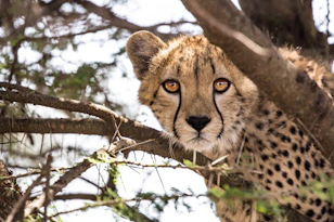 cheetah on tree branch during daytime