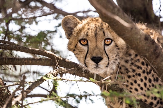 cheetah on tree branch during daytime in Kruger Park South Africa