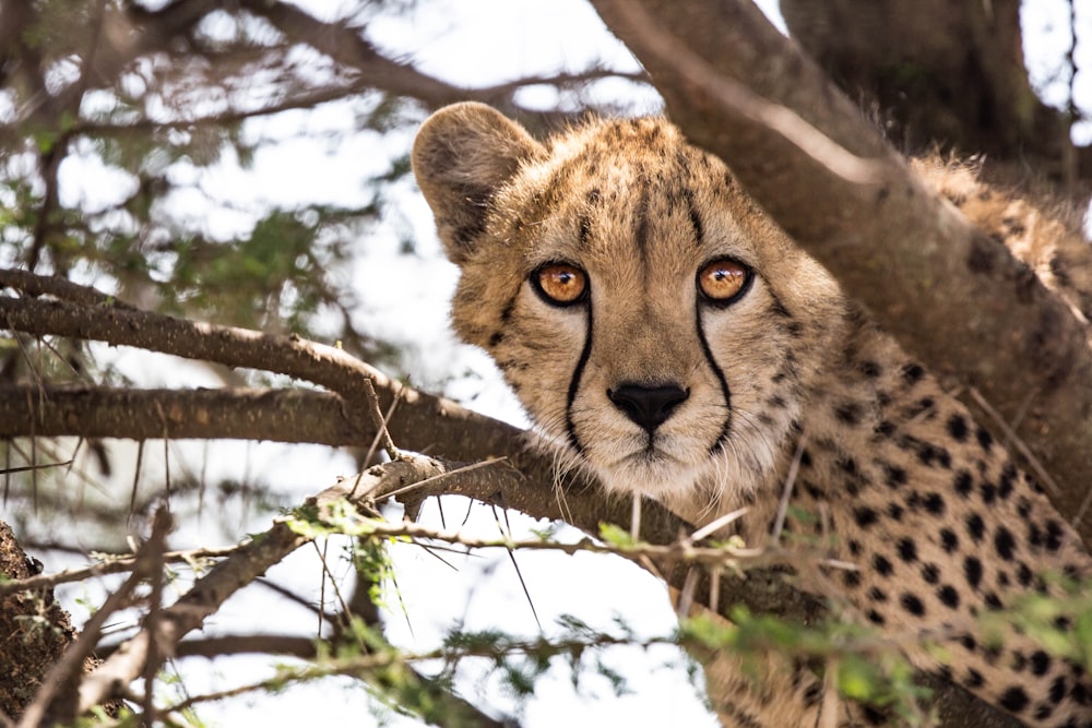 cheetah on tree branch during daytime