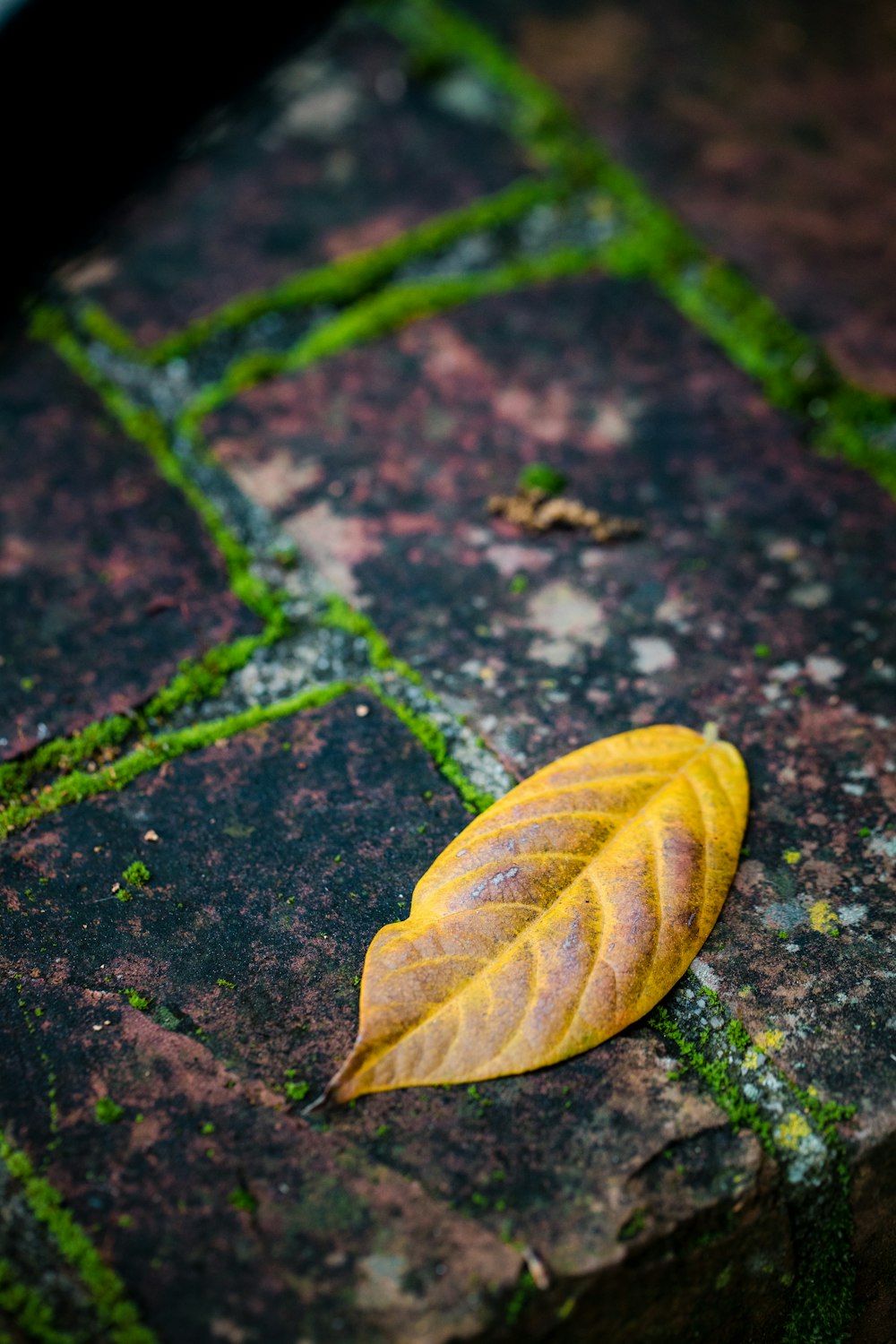 a yellow leaf laying on top of a stone slab