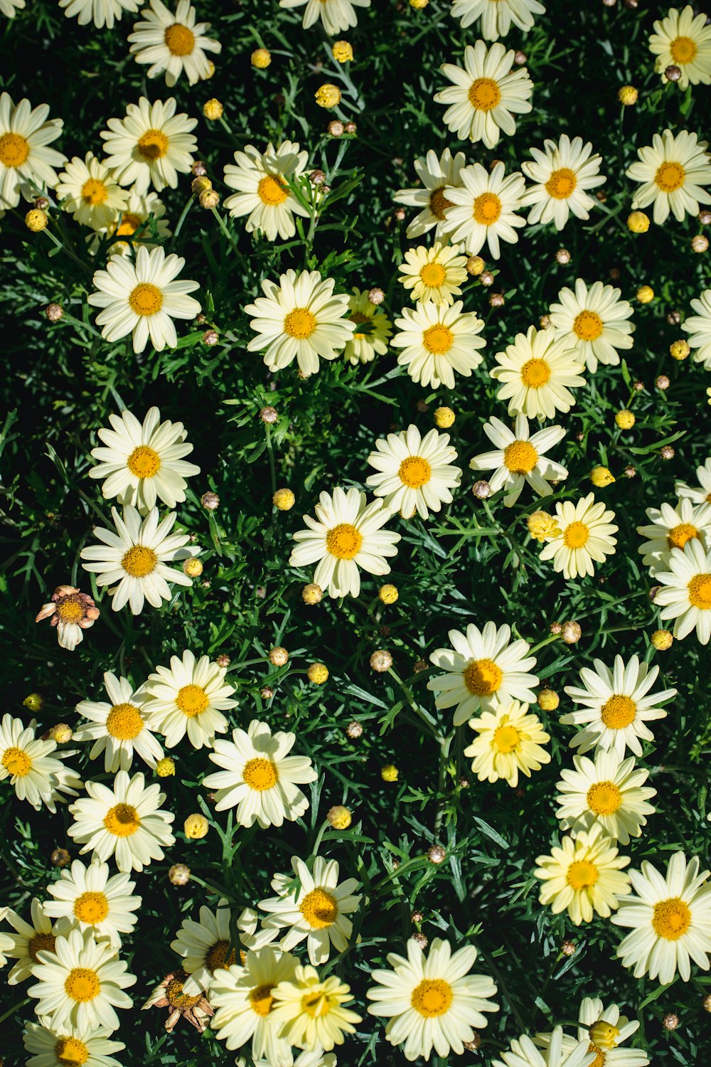 white and black daisy flowers