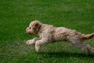 Slow-motion video still of a dog happily running through a field of soft green mint grass.
