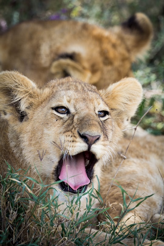 brown lion cub on green grass during daytime in Kruger Park South Africa