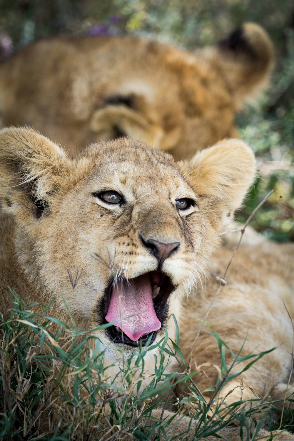 brown lion cub on green grass during daytime