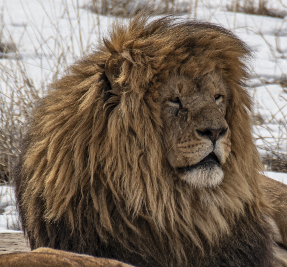 lion lying on brown wooden log during daytime