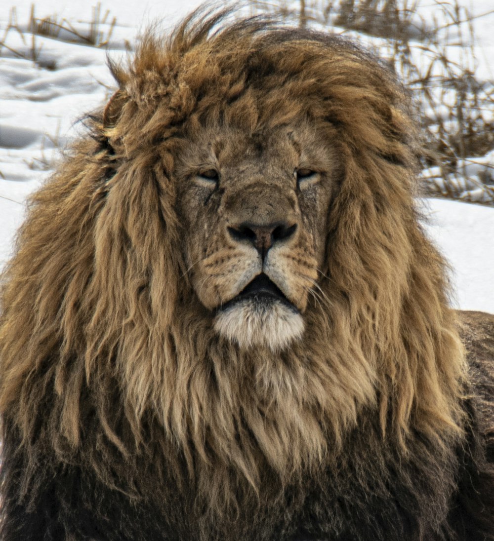 lion lying on snow covered ground during daytime