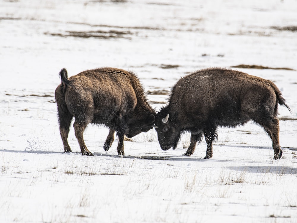 brown animal on snow covered ground during daytime