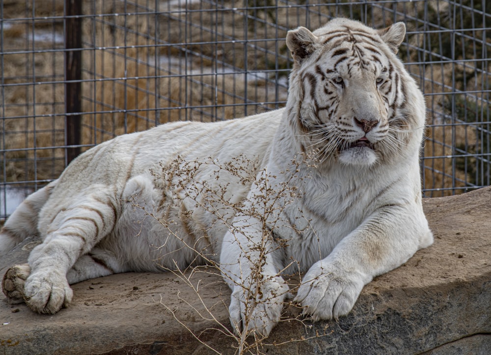 white tiger lying on brown dirt during daytime