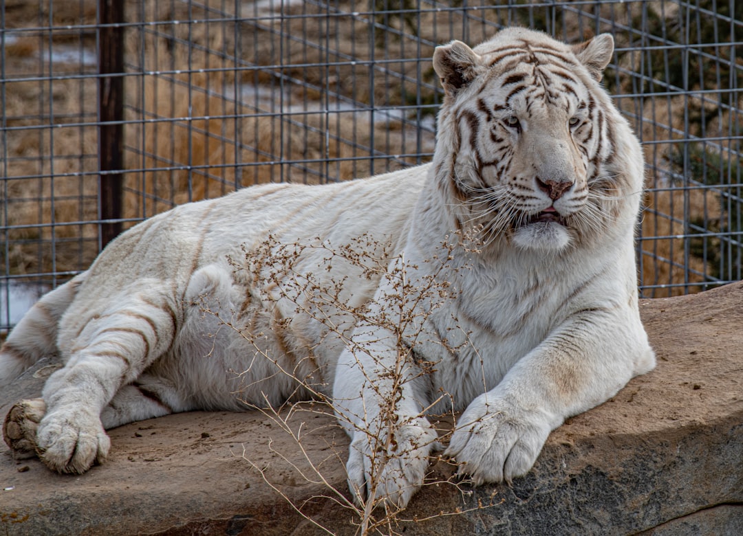 white tiger lying on brown dirt during daytime