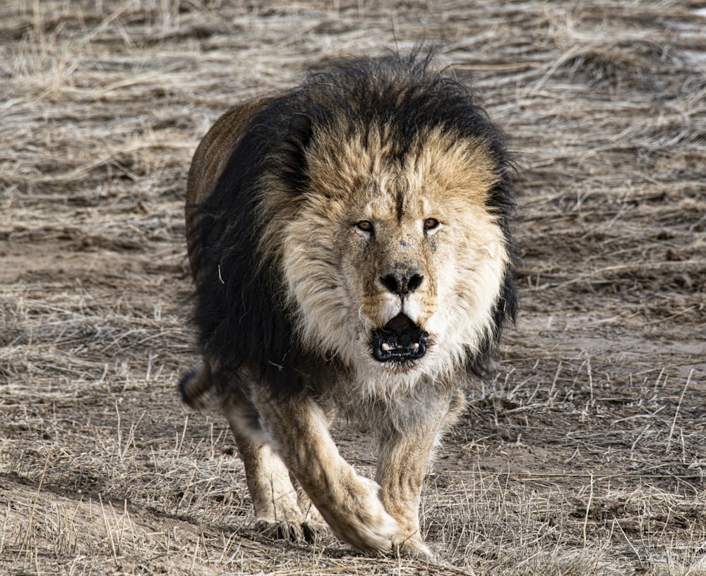 lion walking on brown grass field during daytime