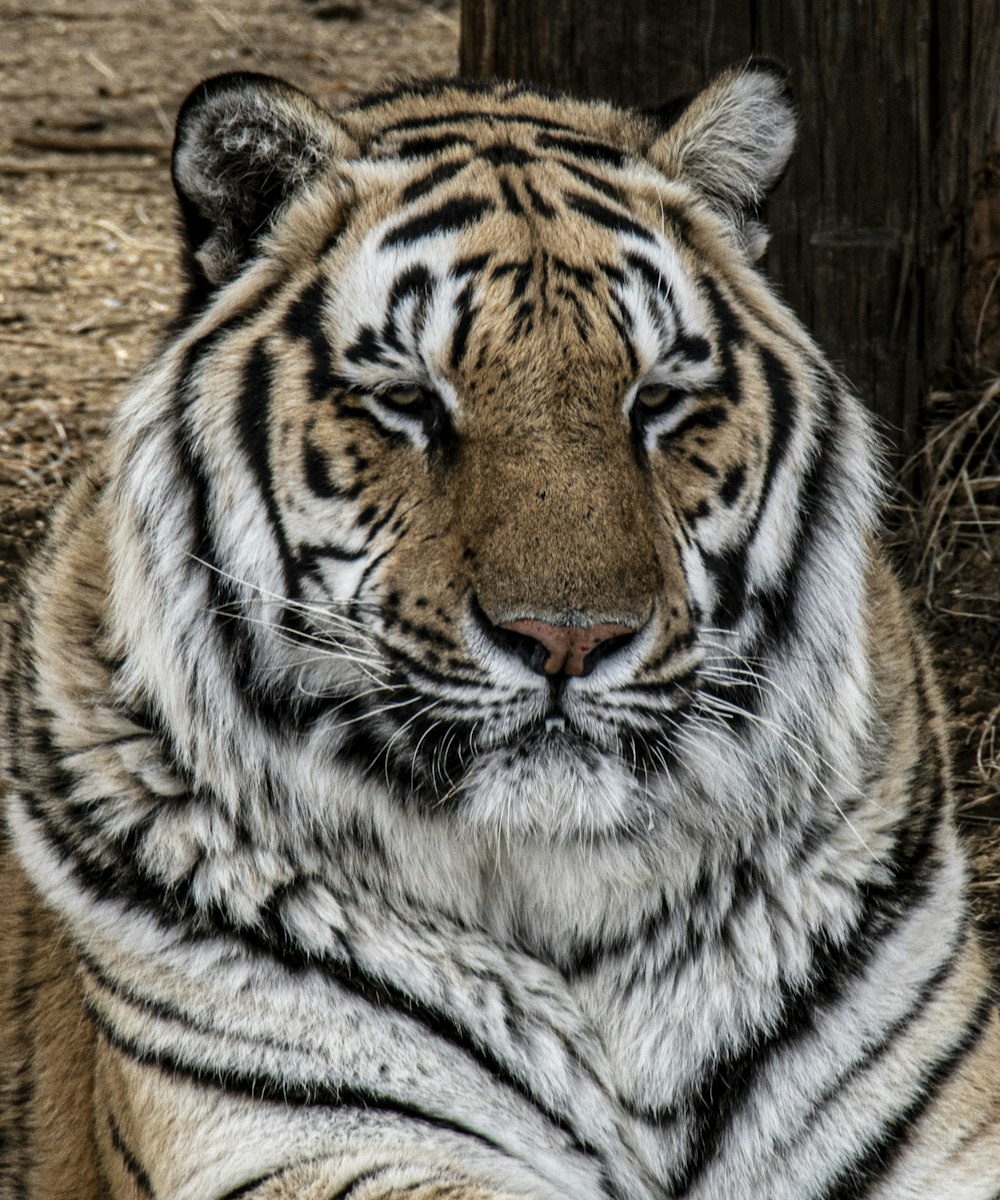 tiger lying on brown ground