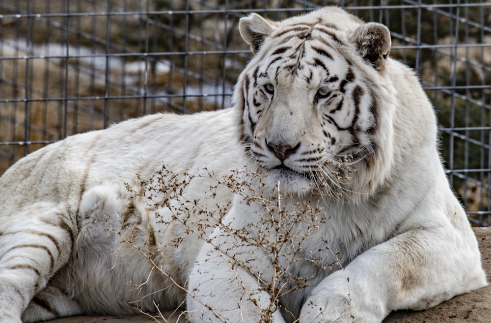 white tiger on brown tree branch during daytime